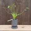 ���տ�ʪ������������ �����ˡ����󥵡�*ȭ���� ������ Alocasia Tiny Dancer