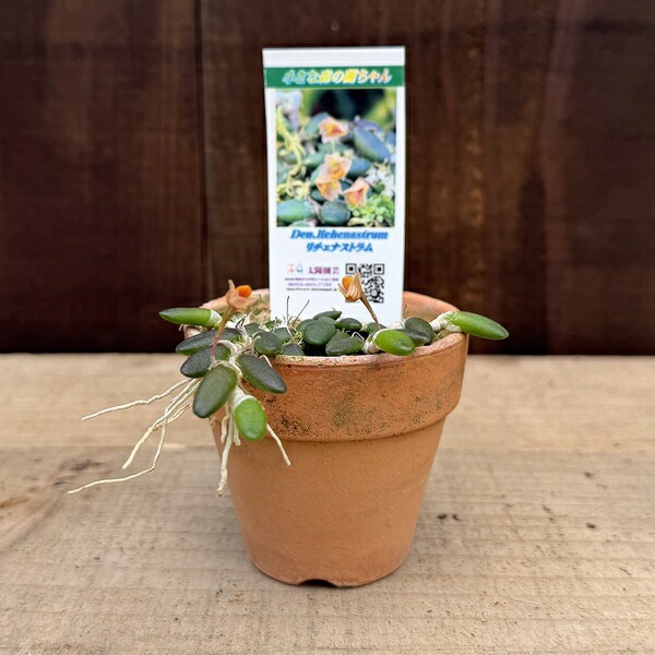 観葉植物：デンドロビューム リチェナストラム 素焼鉢*Dendrobium