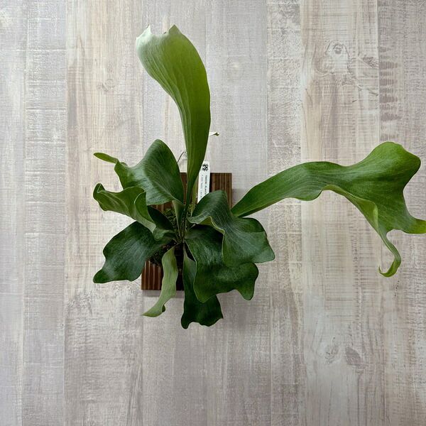 おしゃれ 観葉植物：ビカクシダ コウモリラン ヒリーライジン PUP 板