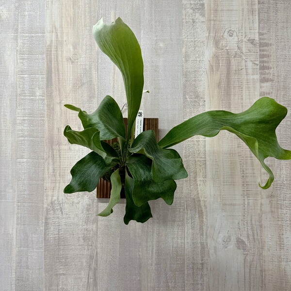 おしゃれ 観葉植物：ビカクシダ コウモリラン ヒリーライジン PUP 板