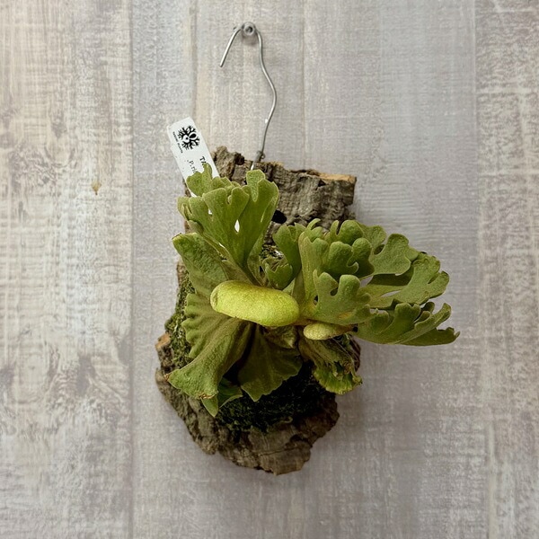 おしゃれ 観葉植物：ビカクシダ コウモリラン リドレイド ワーフ