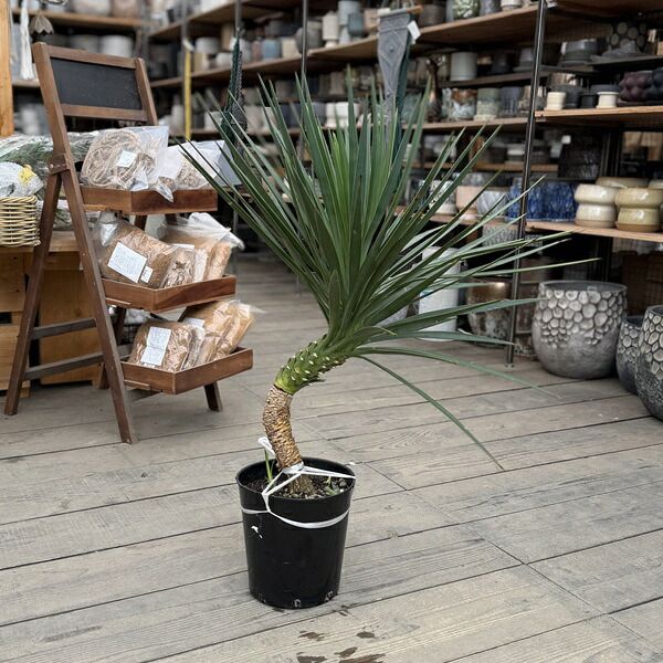 おしゃれ 観葉植物：ユッカ アロイフォリア*現品をお届け | すべての