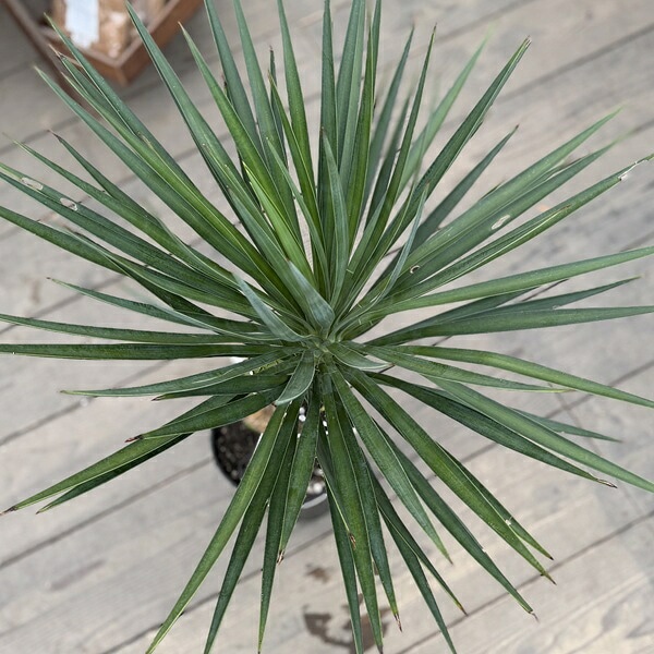 おしゃれ 観葉植物：ユッカ アロイフォリア*現品をお届け | すべての