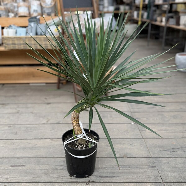 おしゃれ 観葉植物：ユッカ アロイフォリア*現品をお届け | すべての