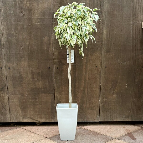 観葉植物：フィカス ベンジャミン スターライトビューティー*1玉 角