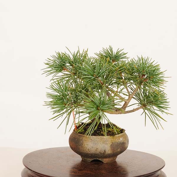 【現品】五葉松　ゴヨウマツ　ごようまつ　12号　7C番 盆栽：実生五葉松*現品 一点物 ごようまつ ゴヨウマツ Goyoumatsu ミニ