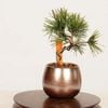 �ߺϡ����վ�*������ ����ʪ�����褦�ޤġ����襦�ޥġ�Goyoumatsu bonsai �ߥ��ߺ�
