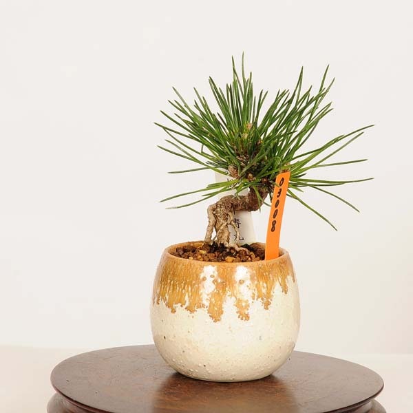 盆栽：黒松(千寿丸)* 現品 くろまつ クロマツ Kuromatsu bonsai ミニ
