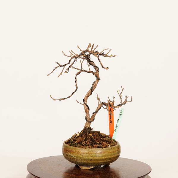 盆栽：紅花枝垂れエゴノキ 現品*えごのき Egonoki ミニ盆栽 | 新着商品