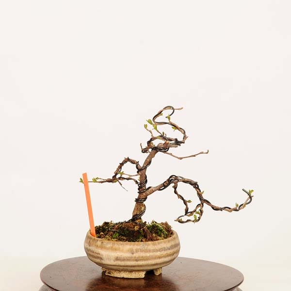 盆栽：紅花枝垂れエゴノキ 現品*えごのき Egonoki ミニ盆栽 | 新着商品 