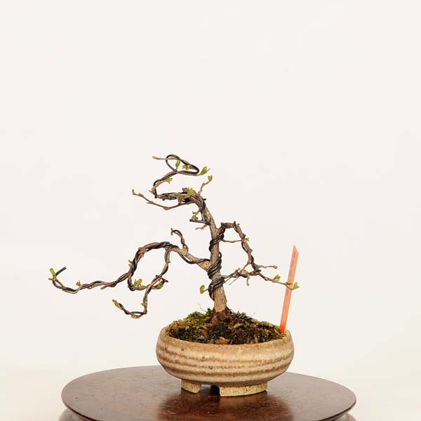 盆栽：紅花枝垂れエゴノキ 現品*えごのき Egonoki ミニ盆栽 | 新着商品