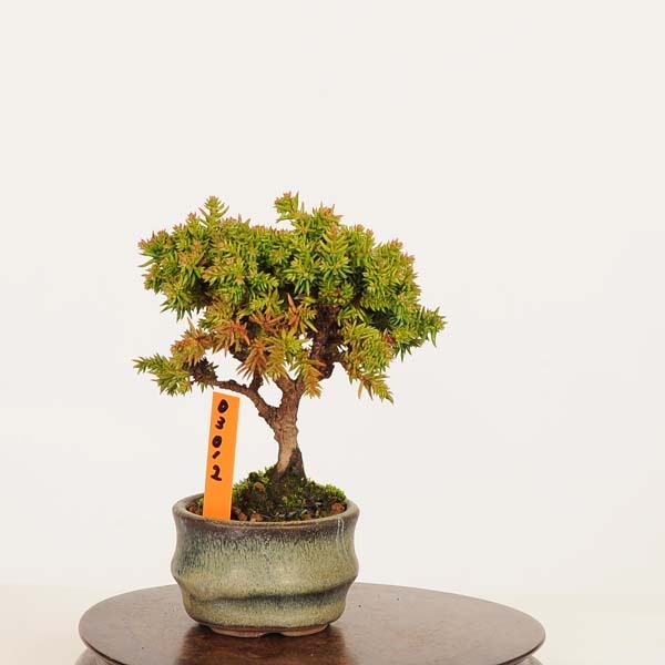 盆栽：杉*現品 すぎ スギ Sugi bonsai ミニ盆栽 | 新着商品,盆栽現品,3