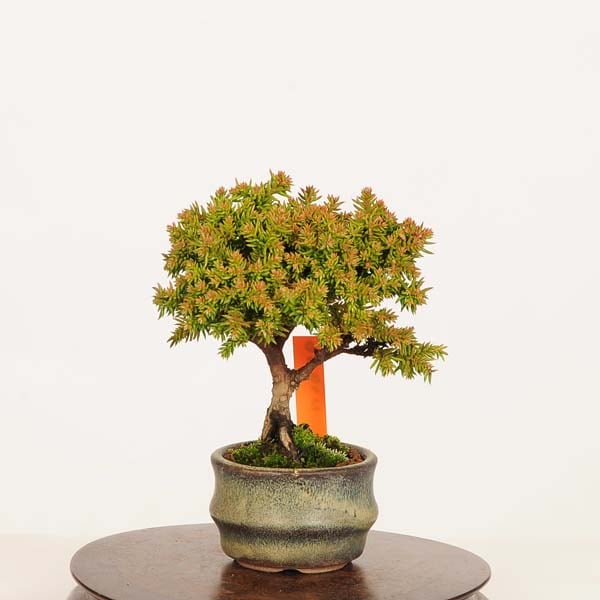 盆栽：杉*現品 すぎ スギ Sugi bonsai ミニ盆栽 | 新着商品,盆栽現品,3
