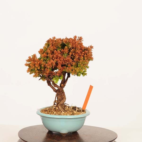 盆栽：杉*現品 すぎ スギ Sugi bonsai ミニ盆栽 | 新着商品,盆栽現品,3