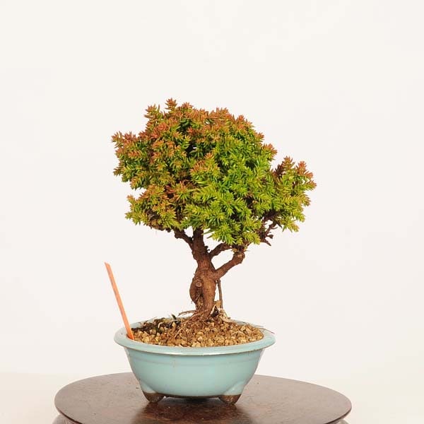 盆栽　杉 楽天市場】盆栽 杉 樹高 約14cm すぎ Cryptomeria japonica スギ