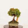 �ߺϡ���*���� ������������Sugi bonsai �ߥ��ߺ�