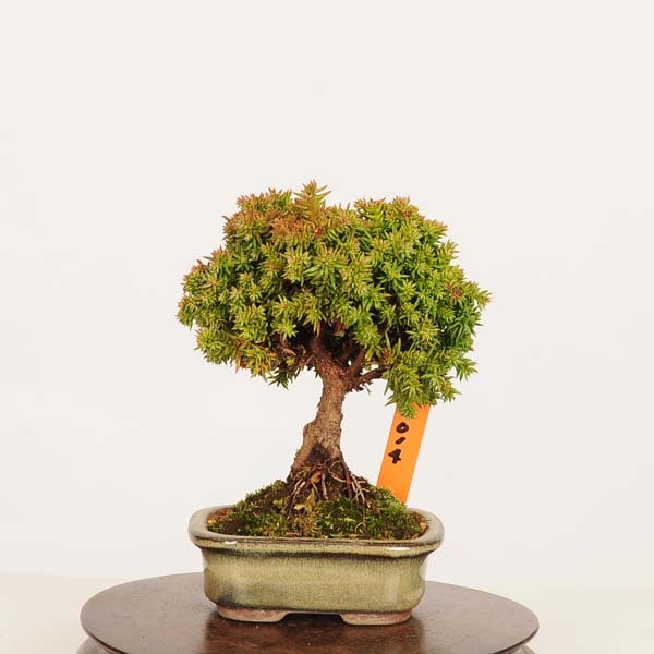 盆栽：杉*現品 すぎ スギ Sugi bonsai ミニ盆栽 | 新着商品,盆栽現品,3