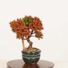 �ߺϡ���*���� ������������Sugi bonsai �ߥ��ߺ�