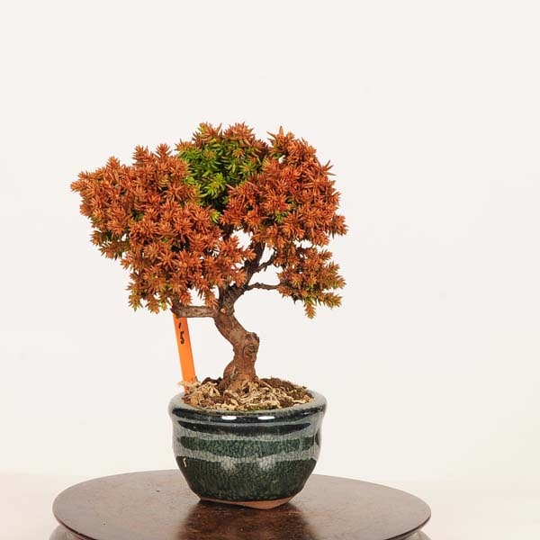 盆栽：杉*現品 すぎ スギ Sugi bonsai ミニ盆栽 | 新着商品,盆栽現品,3