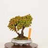 �ߺϡ���*���� ������������Sugi bonsai �ߥ��ߺ�