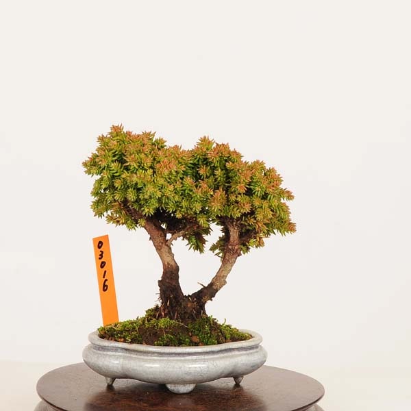 盆栽：杉*現品 すぎ スギ Sugi bonsai ミニ盆栽 | 新着商品,盆栽現品,3