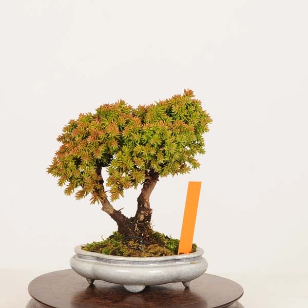 盆栽：杉*現品 すぎ スギ Sugi bonsai ミニ盆栽 | 新着商品,盆栽現品,3
