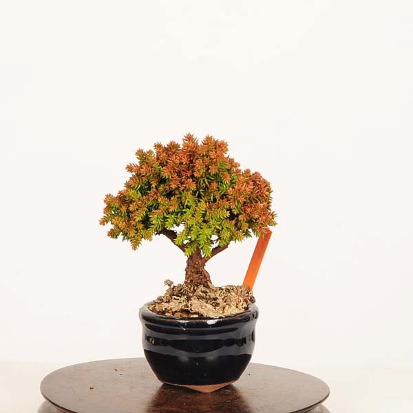 盆栽：杉*現品 すぎ スギ Sugi bonsai ミニ盆栽 | 新着商品,盆栽現品,3