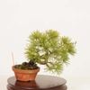 �ߺϡ��������վ�* ����ʪ������ ���褦�ޤġ����襦�ޥġ�Goyoumatsu bonsai �ߥ��ߺ�