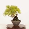 �ߺϡ��������վ�* ����ʪ������ ���褦�ޤġ����襦�ޥġ�Goyoumatsu bonsai �ߥ��ߺ�