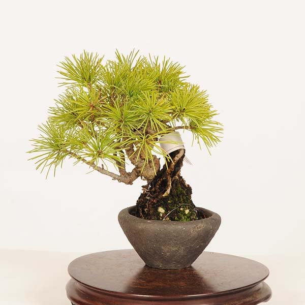 盆栽：実生五葉松* 一点物 現品 ごようまつ ゴヨウマツ Goyoumatsu