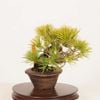 �ߺϡ��������վ�* ����ʪ������ ���褦�ޤġ����襦�ޥġ�Goyoumatsu bonsai �ߥ��ߺ�