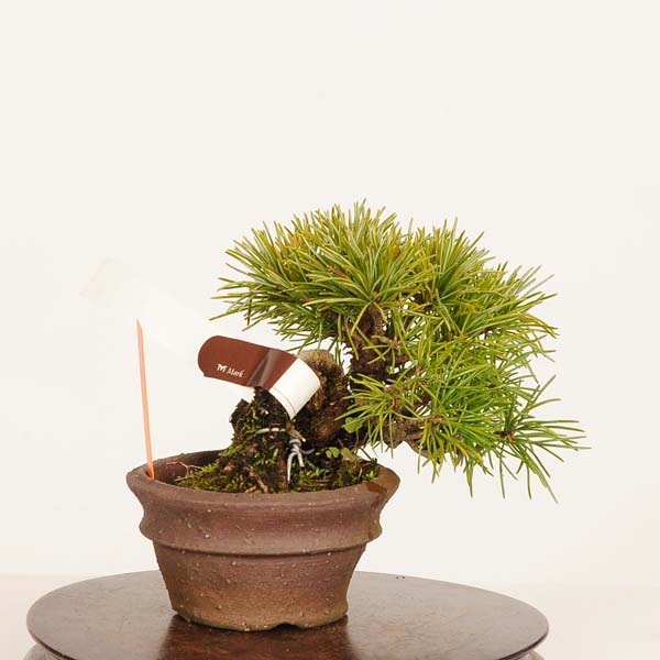盆栽：実生五葉松* 一点物 現品 ごようまつ ゴヨウマツ Goyoumatsu
