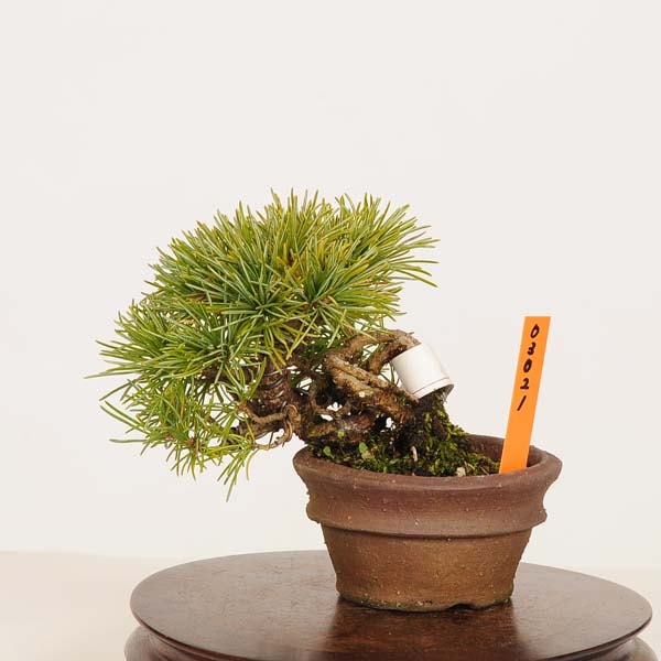 三河盆栽　優芳　ユウホウ　五葉松　盆栽　素材 2411-0703 | 北関東盆栽組合