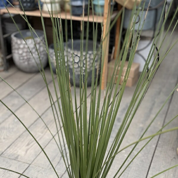 おしゃれ 観葉植物：ユッカ ダシリリオン ロンギシマム*8号 現品をお