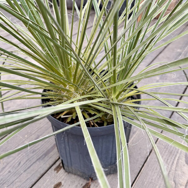 おしゃれ 観葉植物：ユッカ グラウカ*8号 現品をお届け | すべての商品