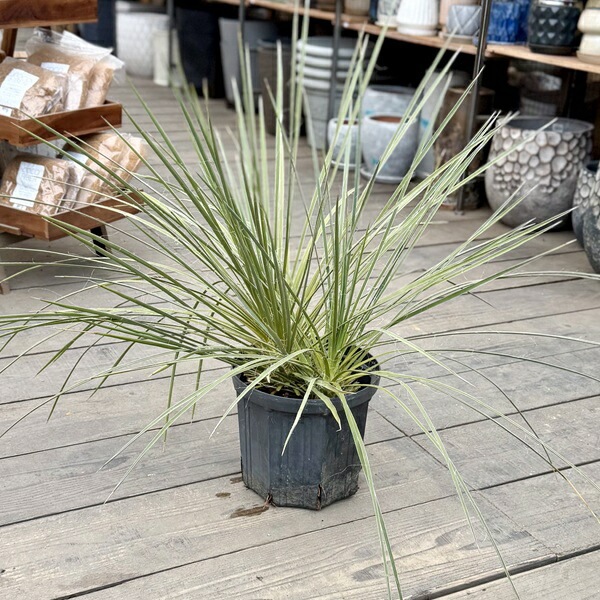 おしゃれ 観葉植物：ユッカ グラウカ*8号 現品をお届け | すべての商品