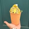 ���տ�ʪ ��󡧥ѥե����ڥǥ���� �����󥷥�ͥ�*Coelogyne covilliana�ڤ��ֽ����ޤ�����