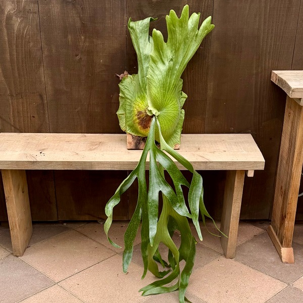 おしゃれ 観葉植物：コウモリラン コロナリウム 板付け*ビカクシダ