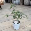 ����  �� ���� ȭ�֡����쥦�� ���󥫡���*4�� Melaleuca