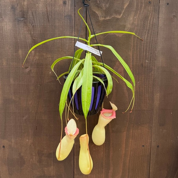 希少品種 観葉植物 食虫植物：ウツボカズラ ネペンテス ベントリコーサ
