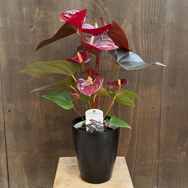 おしゃれ 観葉植物：アンスリウム デリカータ*5号 プラポット | すべて