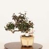 �ߺϡ����˳�ʥ����󥫥����*����  ����ʪ �����󤫤��顡 Kazura bonsai �ߥ��ߺ�