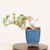 �ߺϡ�����(�ޤ��)����*�ޥ�� Euonymus hamiltonianus Mayumi bonsai ���ߥ��ߺ�