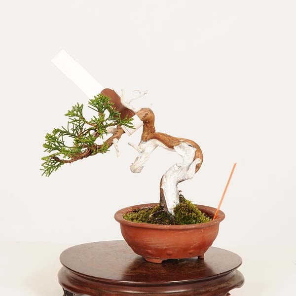 盆栽：特選糸魚川真柏 現品* しんぱく シンパク Sabina chinesis