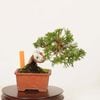 �ߺϡ����������� ����* ����Ѥ�������ѥ� Sabina chinesis��Shinpaku bonsai �ߥ��ߺ�