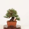 �ߺ� ���������վ�* ����ʪ������ ���褦�ޤġ����襦�ޥġ�Goyoumatsu bonsai �ߥ��ߺ�