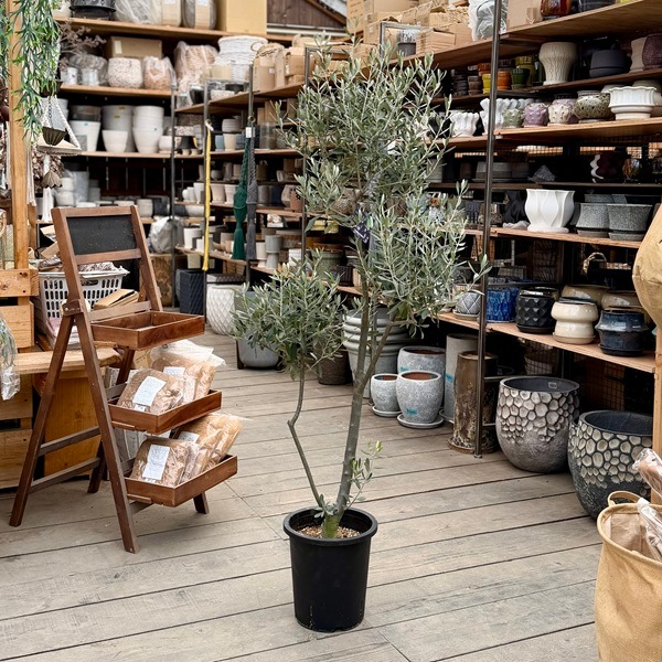 おしゃれ 観葉植物：オリーブの木 シプレッシーノ 8号*現品1 SOUJU 創