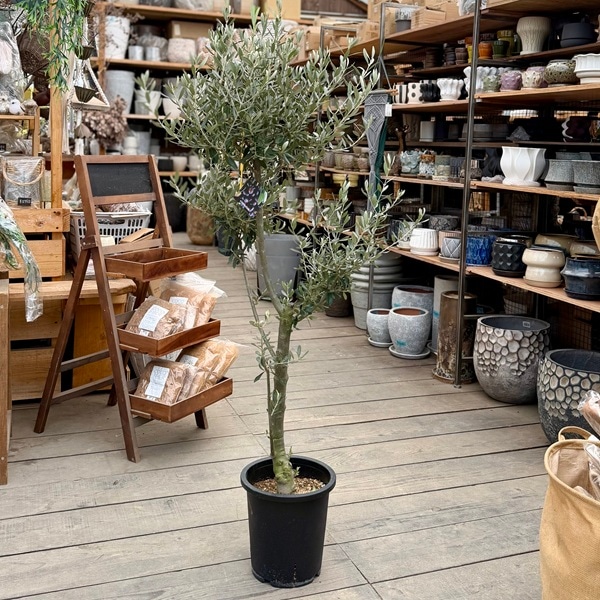 おしゃれ 観葉植物：オリーブの木 シプレッシーノ 8号*現品4 SOUJU 創