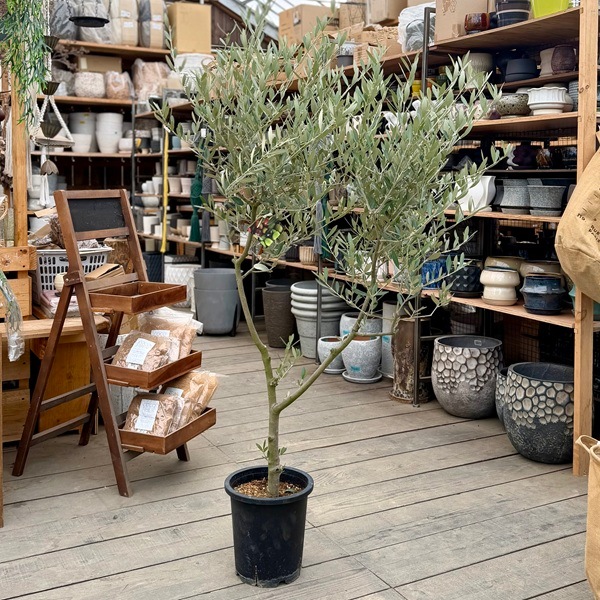おしゃれ 観葉植物：オリーブの木 ミッション 8号*現品23 SOUJU 創樹