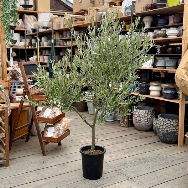 おしゃれ 観葉植物：オリーブの木 ミッション 8号*現品26 SOUJU 創樹